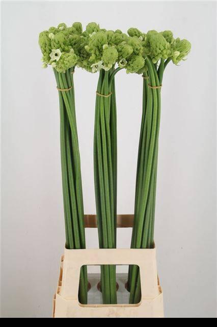 Ornithogalum saundersiae