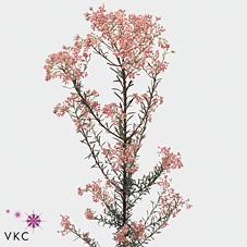 Ozothamnus cooks tall pink