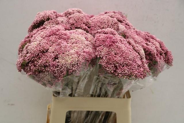 Ozothamnus cooks tall pink