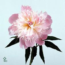 Paeonia alertie