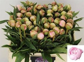 Paeonia alertie