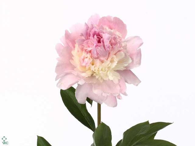 Paeonia angel cheeks