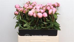 Paeonia angel cheeks