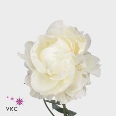 Paeonia ann cousins