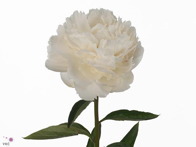 Paeonia bowl of cream