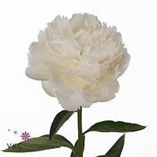 Paeonia bowl of cream