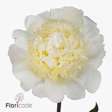 Paeonia bridal gown