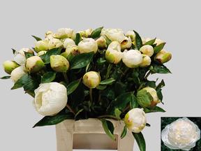 Paeonia bridal gown