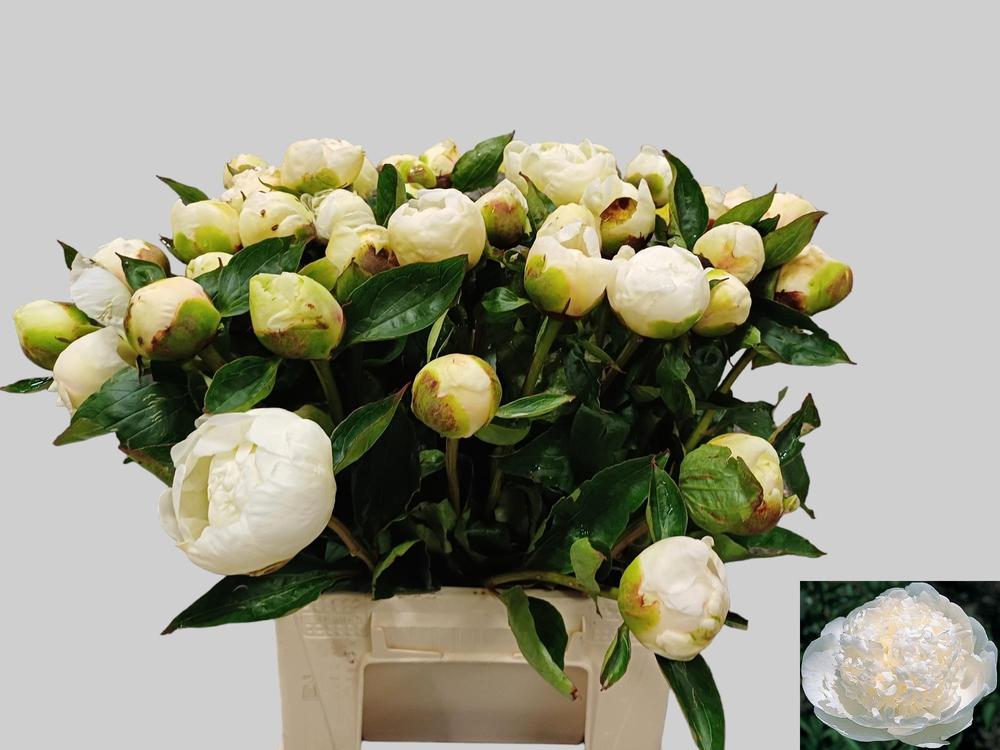 Paeonia bridal gown