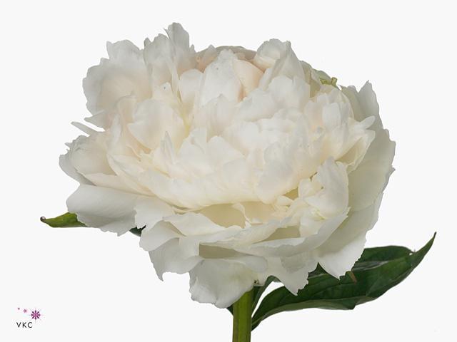 Paeonia brother chuck