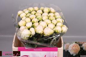 Paeonia brother chuck