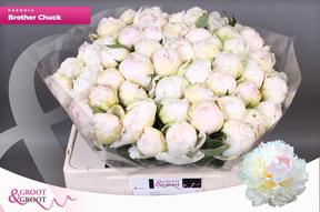 Paeonia brother chuck