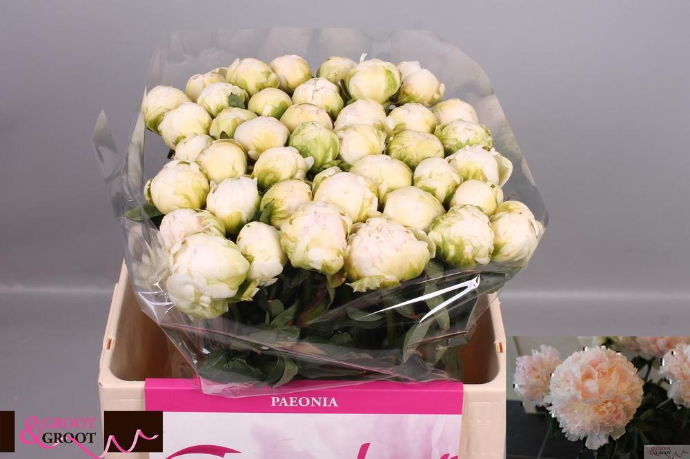 Paeonia brother chuck