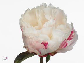 Paeonia carl g. klehm