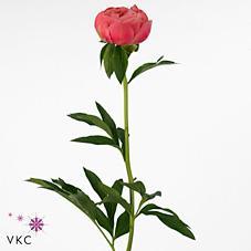 Paeonia coral charm