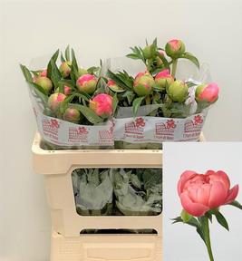 Paeonia coral charm