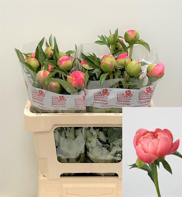 Paeonia coral charm