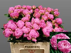 Paeonia dr alexander fleming