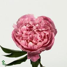 Paeonia dr alexander fleming