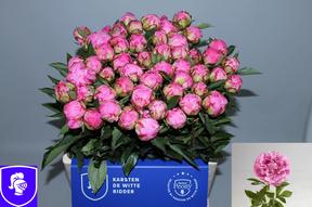 Paeonia dr alexander fleming