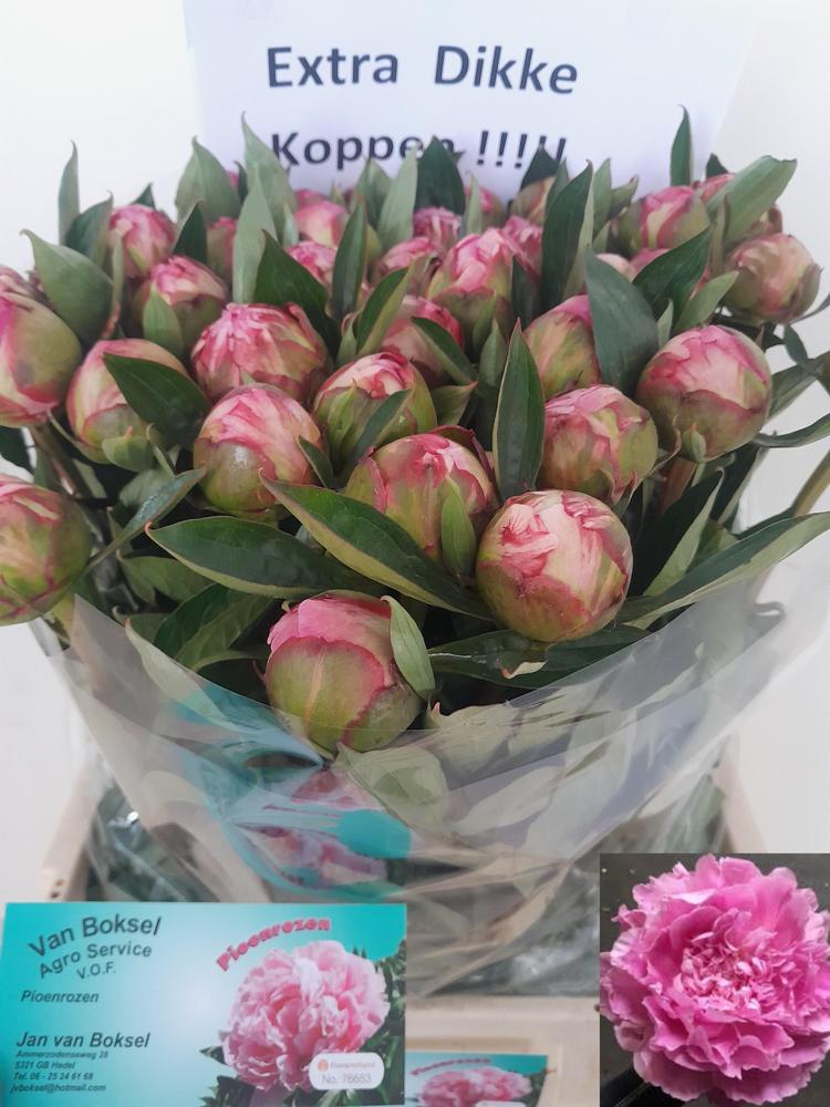 Paeonia dr alexander fleming