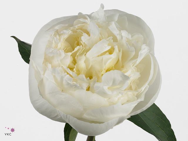 Paeonia duchess de nemours