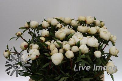 Paeonia duchess de nemours
