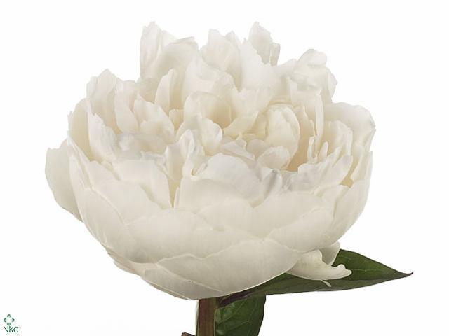 Paeonia elsa sass