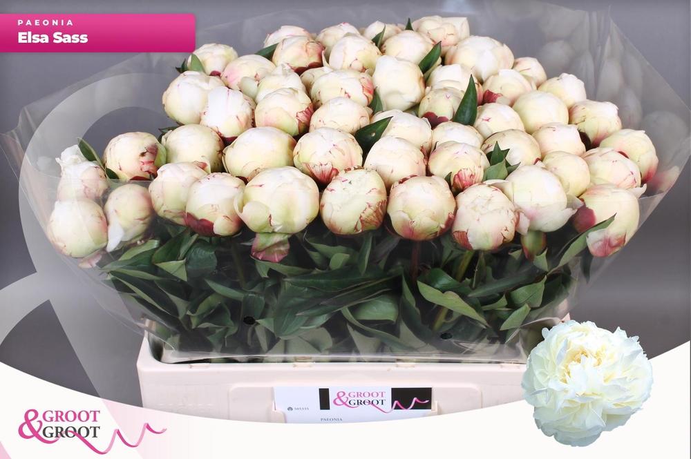 Paeonia elsa sass