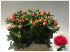 Paeonia flame