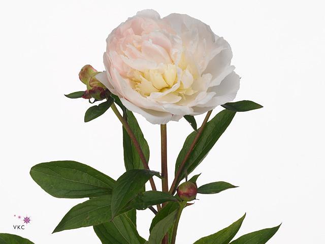 Paeonia florence nicholls