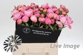 Paeonia florence nicholls