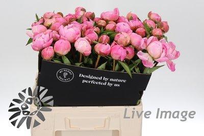 Paeonia florence nicholls