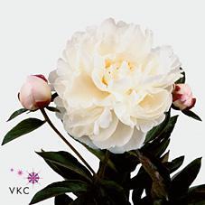 Paeonia gardenia