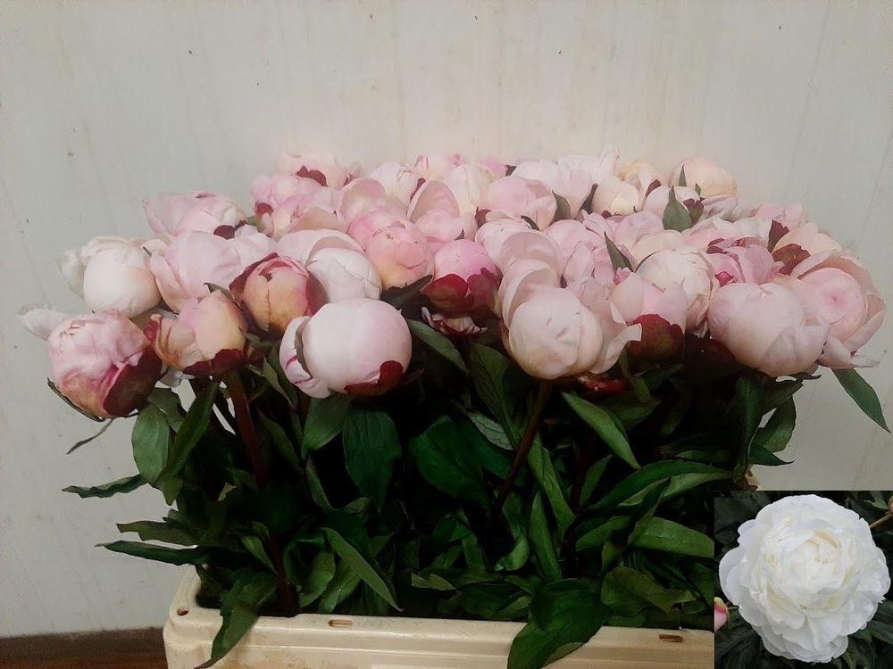 Paeonia gardenia
