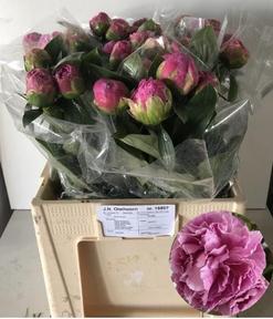 Paeonia jacorma