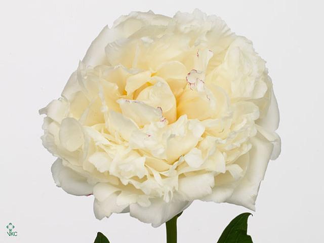 Paeonia mary e nicholls