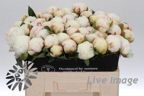 Paeonia mary e nicholls
