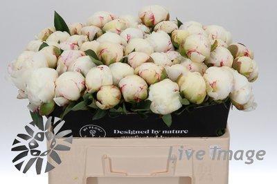 Paeonia mary e nicholls