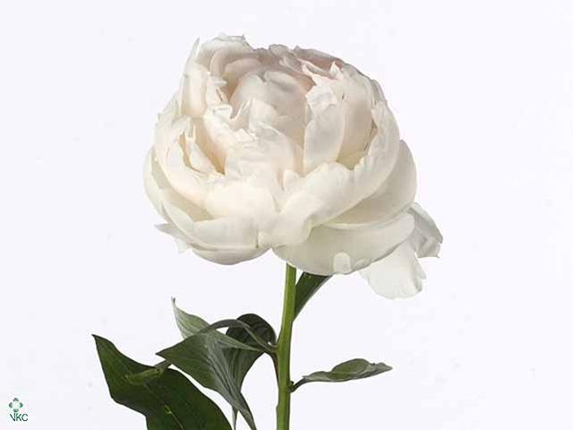 Paeonia mme claude tain
