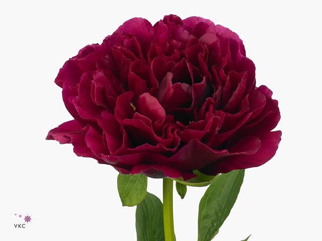 Paeonia old faithfull
