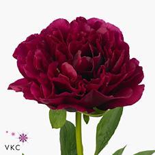 Paeonia old faithfull