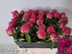 Paeonia paul m. wild