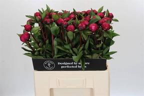 Paeonia red bernhardt
