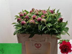 Paeonia red charm