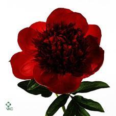 Paeonia red charm