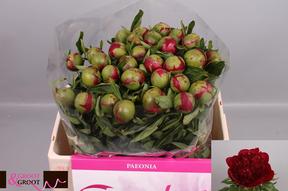 Paeonia red charm