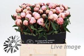Paeonia reine hortens