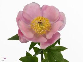 Paeonia roselette