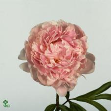 Paeonia sarah bernhardt